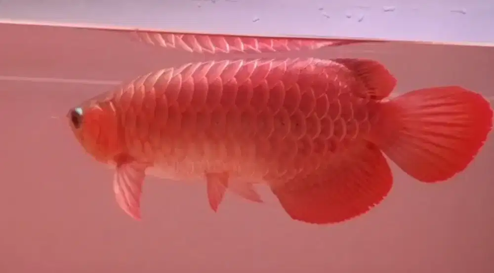 Arwana Super Red 40cm