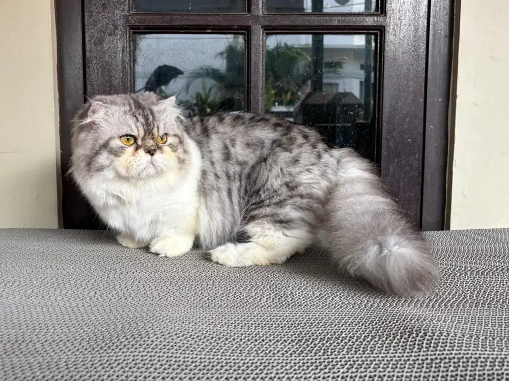 Kucing Munchkin Fold