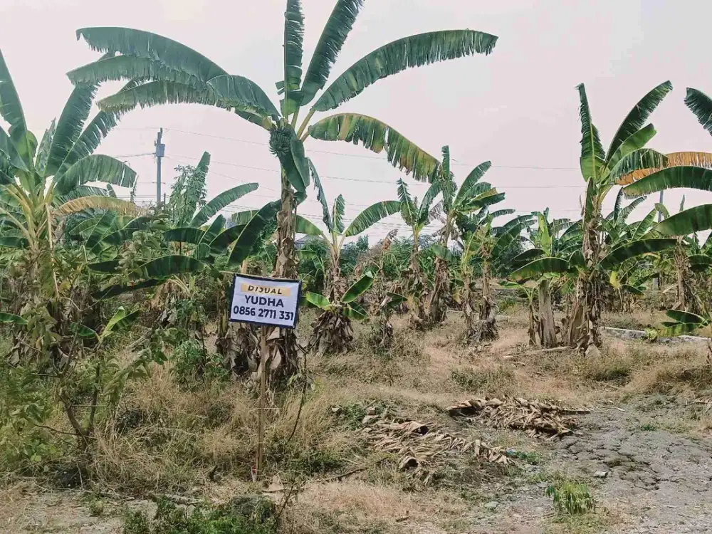 Tanah Hook Lokasi Berkembang Rowosari Meteseh
