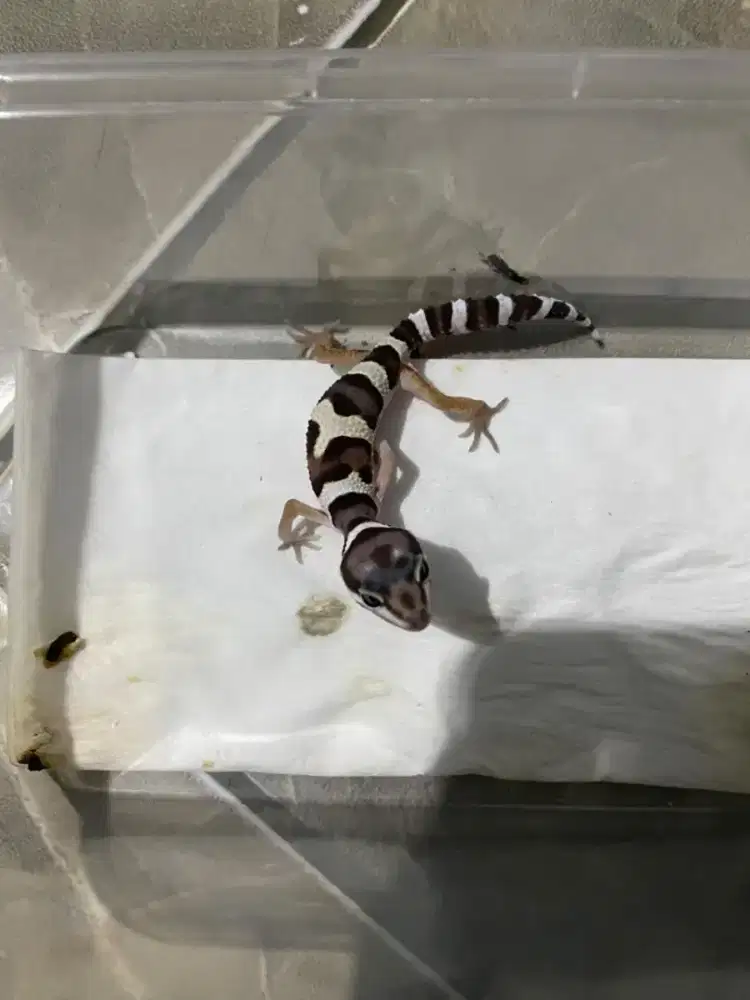 Baby gecko umur 1-2 bulan