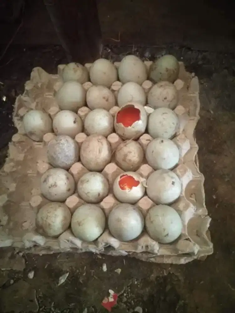 TELOR BEBEK OMEGA