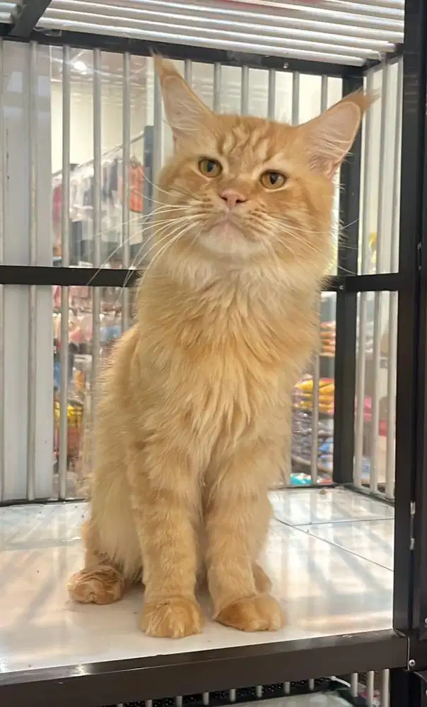Mainecoon oren jantan