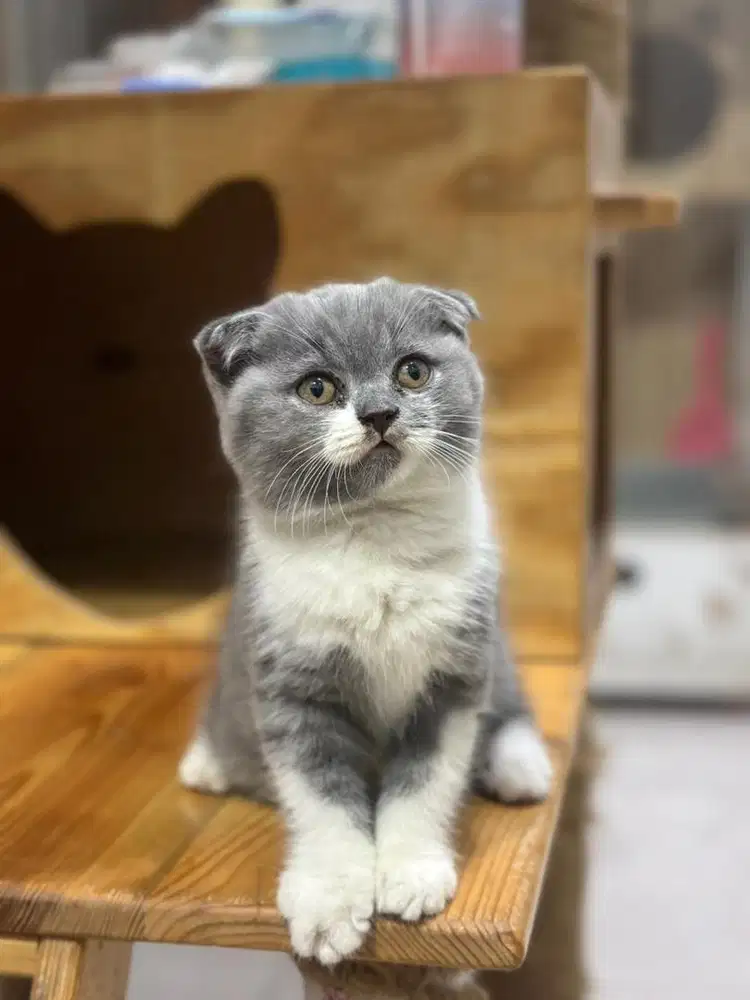 Kucing scottish fold abu putih betina