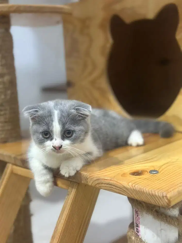 Kucing BSH scottish fold abu bicolor cream