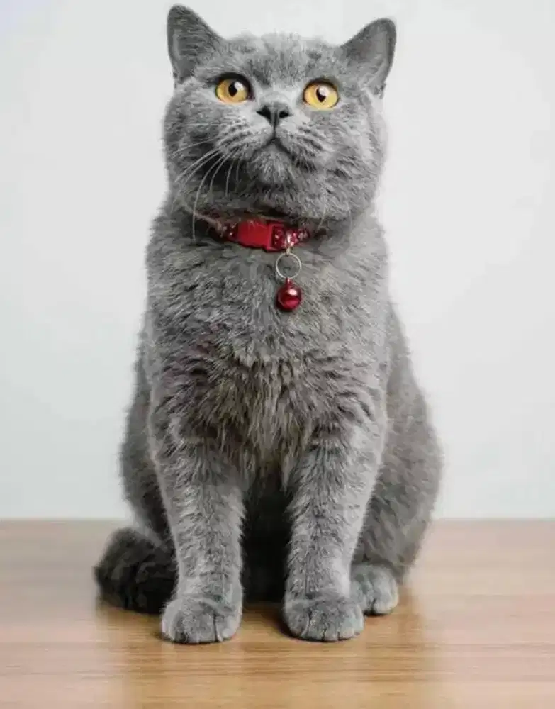 Kucing bsh british shorthair british short hair