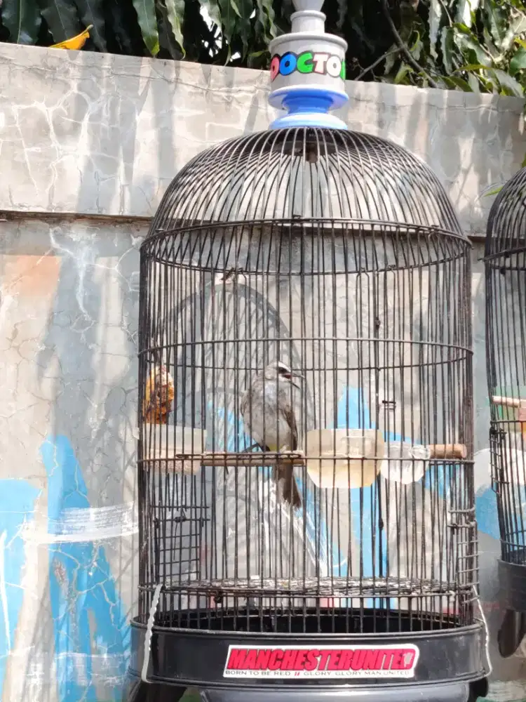 Burung Trucukan Jinak Fullset NETT