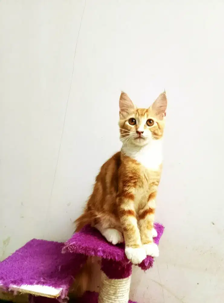 Kitten MaineCoon Betina Pure No mix. Induk Ped Cfa Show Quality.