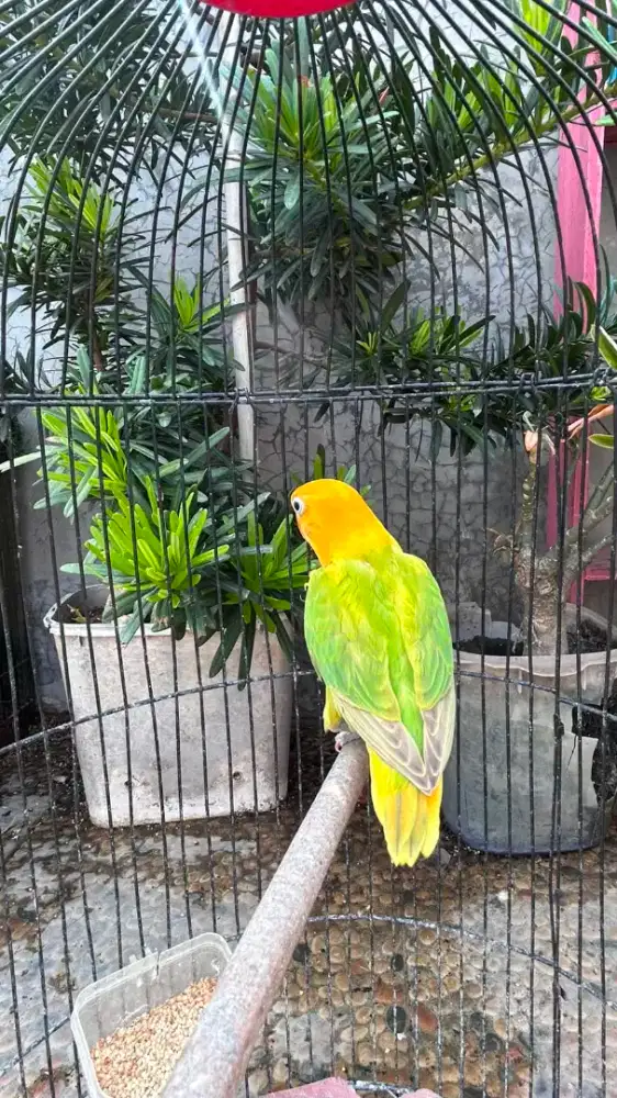 3e Biola YF usia muda jantan betina