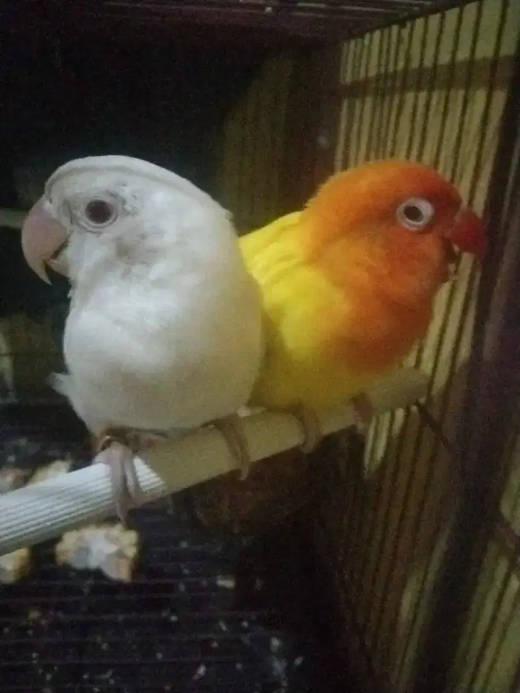 Albino mm j x lutino mm b pedes