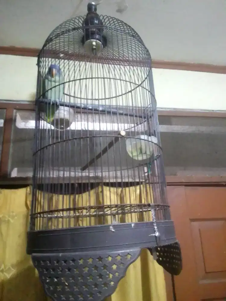 LOVEBIRD JOSAN 1 JUTA FULSET SUARA BERVARIASI POSTUR GEDE KTP JANTAN