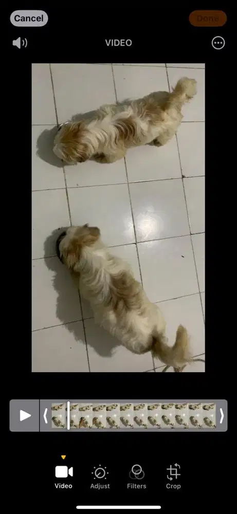 surabaya Anjing shihtzu shih tzu shitzu shitsu sitzhu