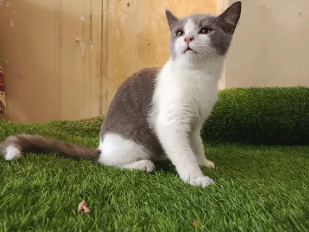 British shorthair bicolor blue