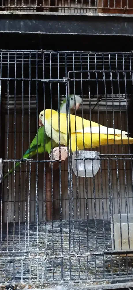 Burung Monk paraket