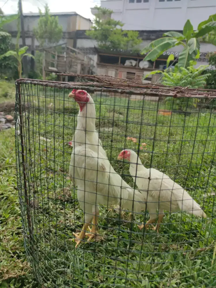 Ayam shamo sepasang usia sekitar 7 bulan