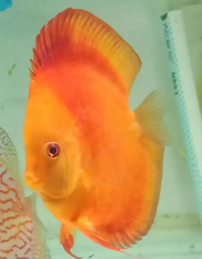 Ikan diskus melon RGD