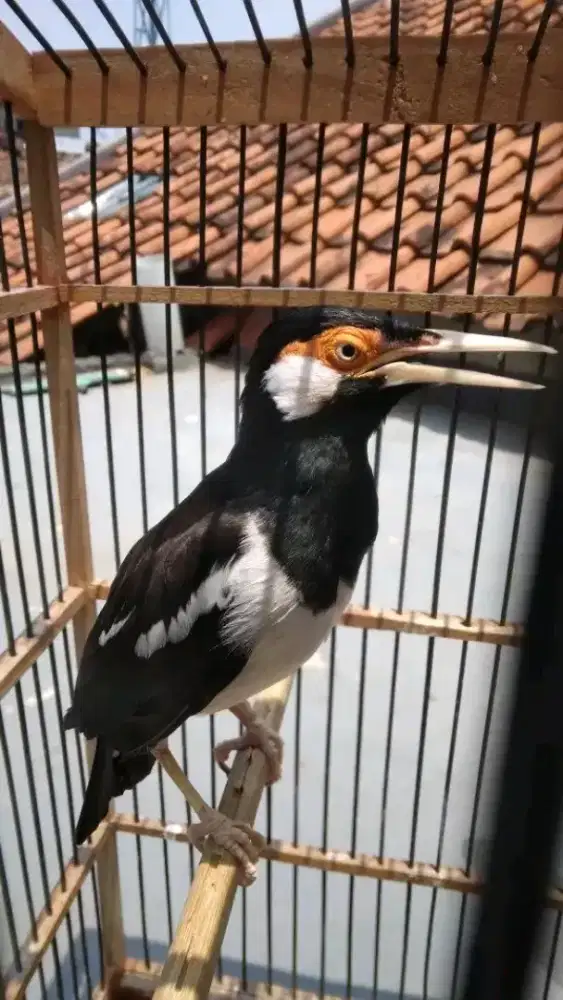 jalak suren gacor nyatpam