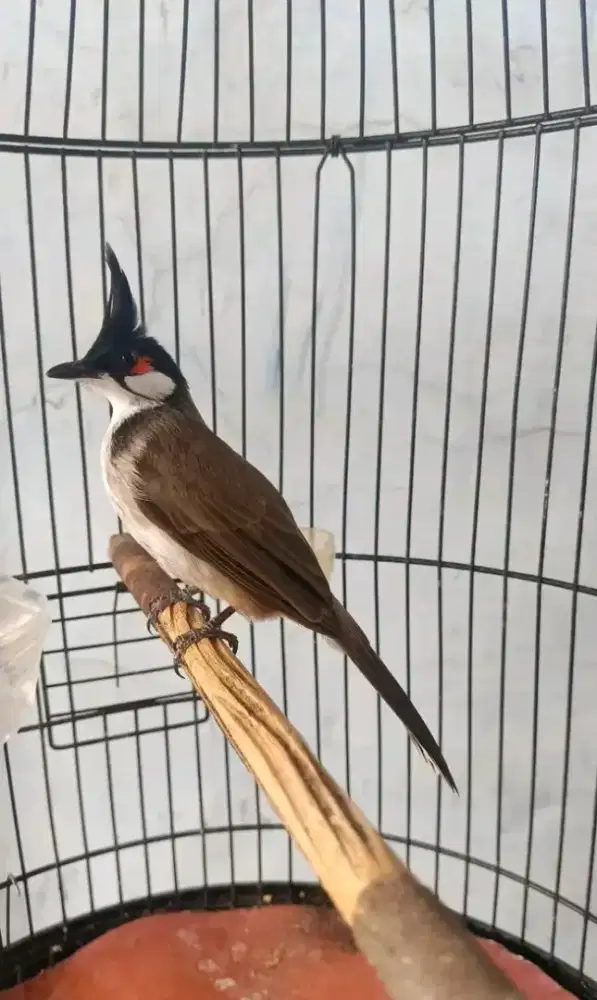 ikut jual burung merbah jambul/kutilang malaysia