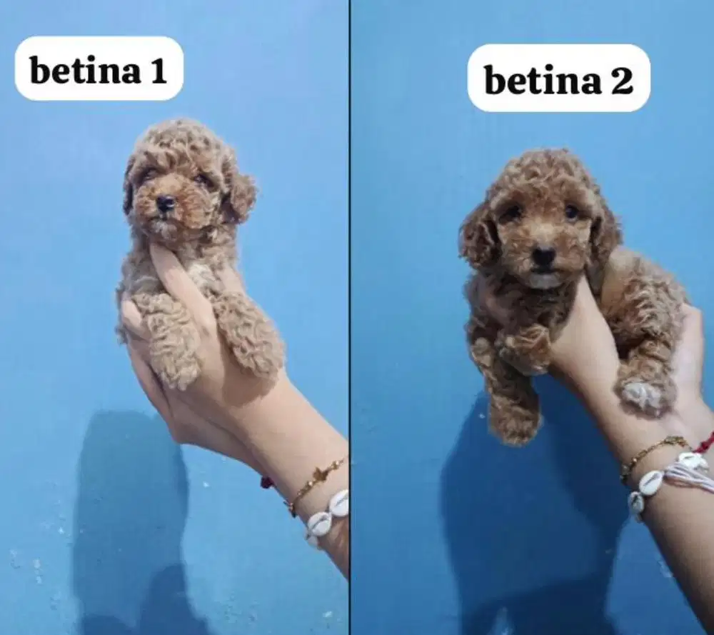 anjing anakan minipom dan poodle