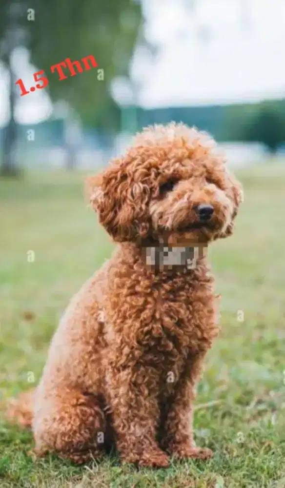 Poddle toy 1 thn female