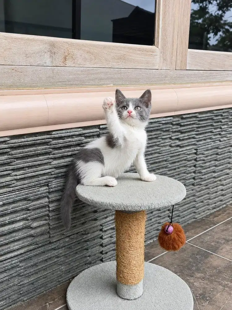 Kucing kitten bsh mix british shorthair