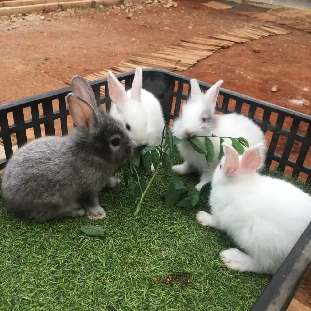 Anakan kelinci lokal