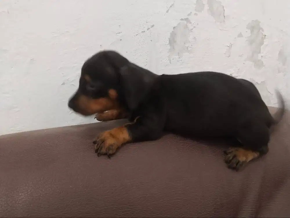 Poppy Tekel Dachshund pure