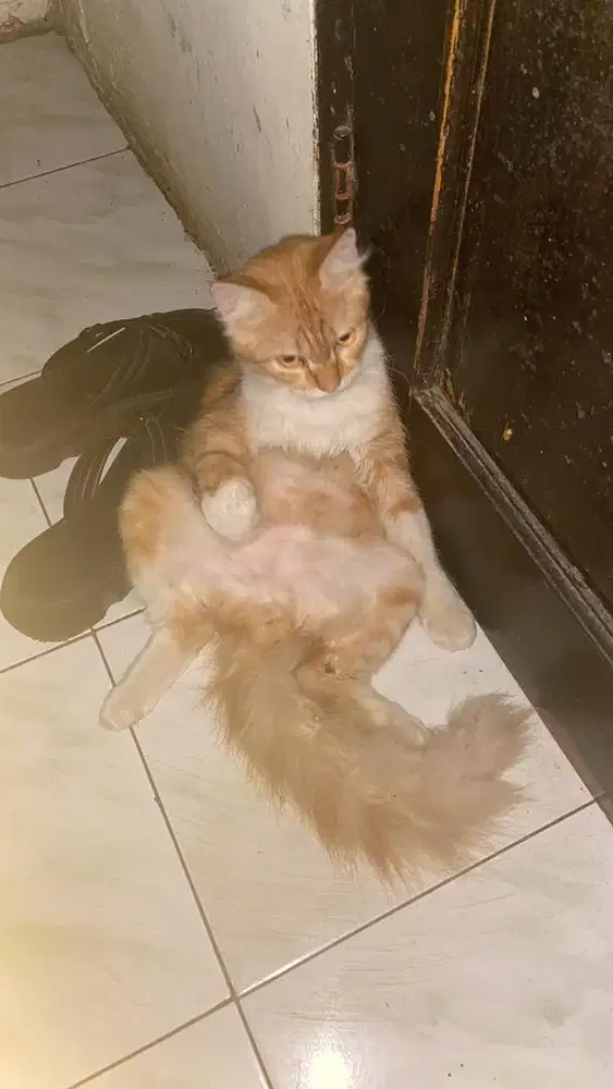 Kucing persia oren jantan