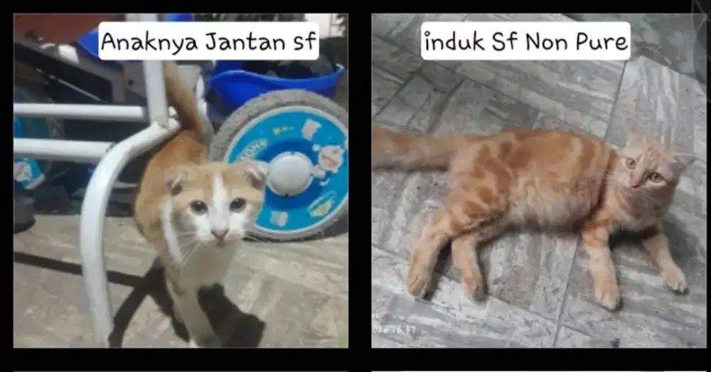 Kucing Scottish Non Pure , Kucing ras