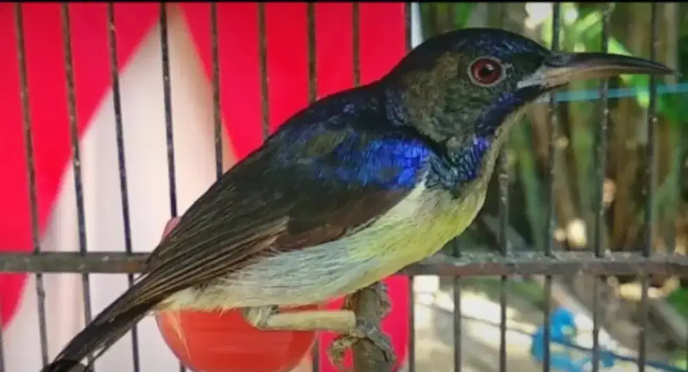 Kolibri Wulung jantan muda rajin bunyi