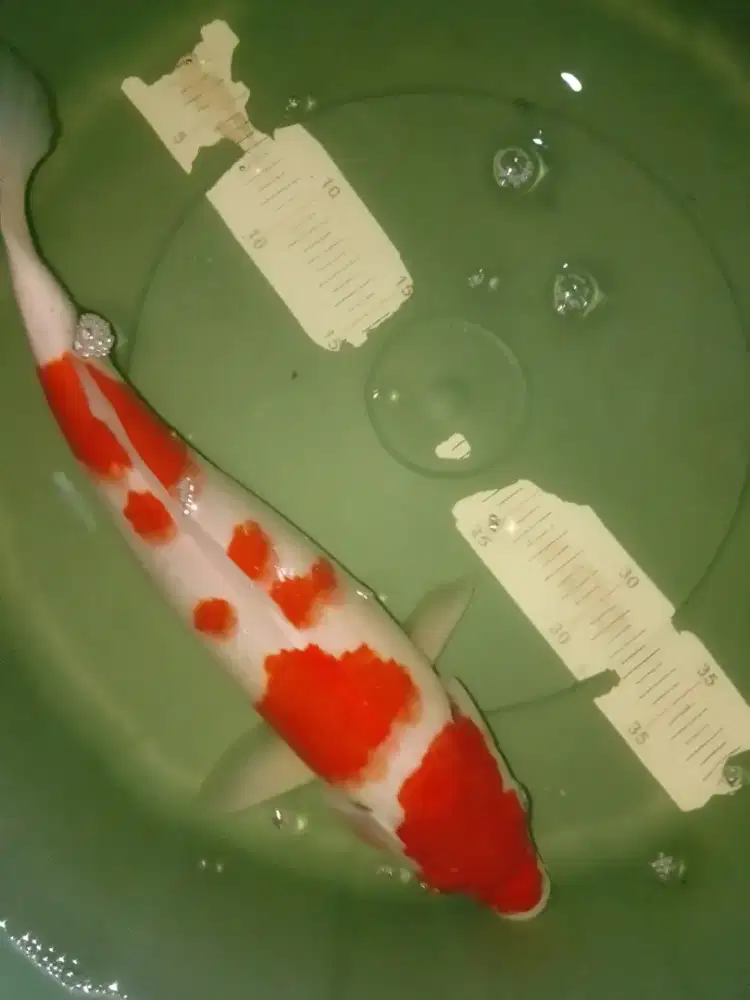 Ikan koi jenis Kohaku ukuran 37cm bagus