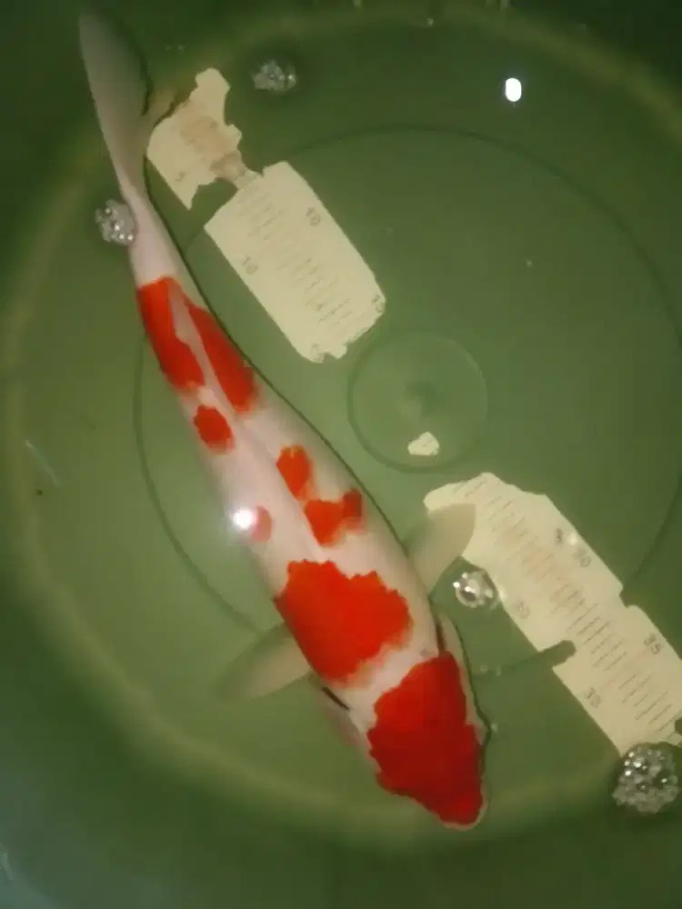 Ikan koi jenis Kohaku 37cm pola warna merah