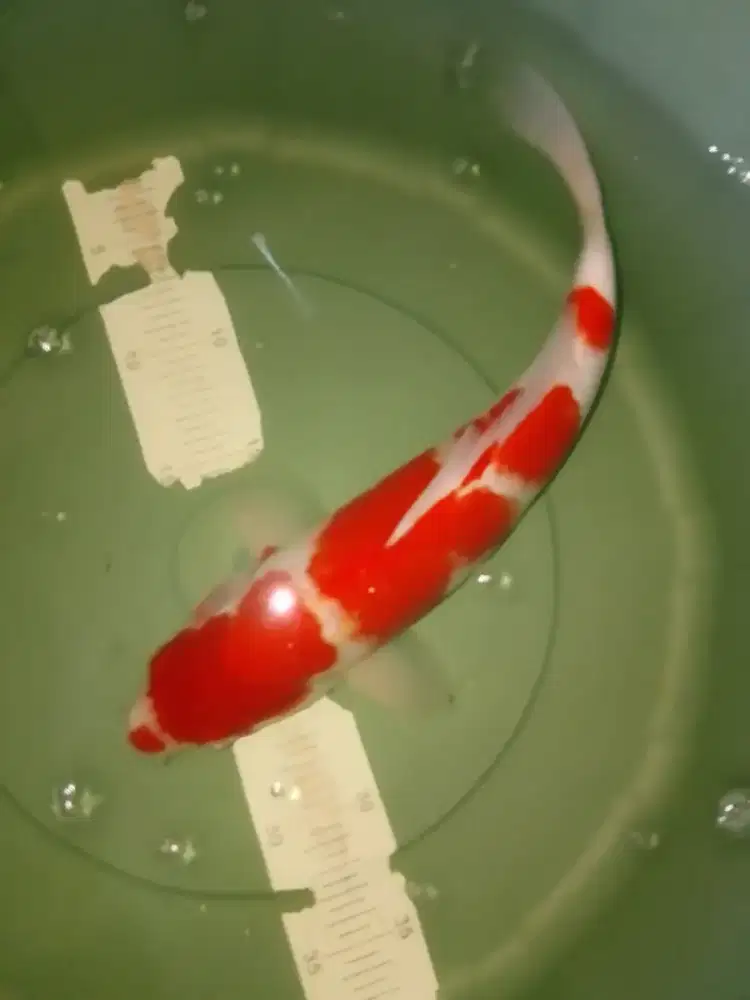 Ikan koi jenis Kohaku 36cm pola bagus