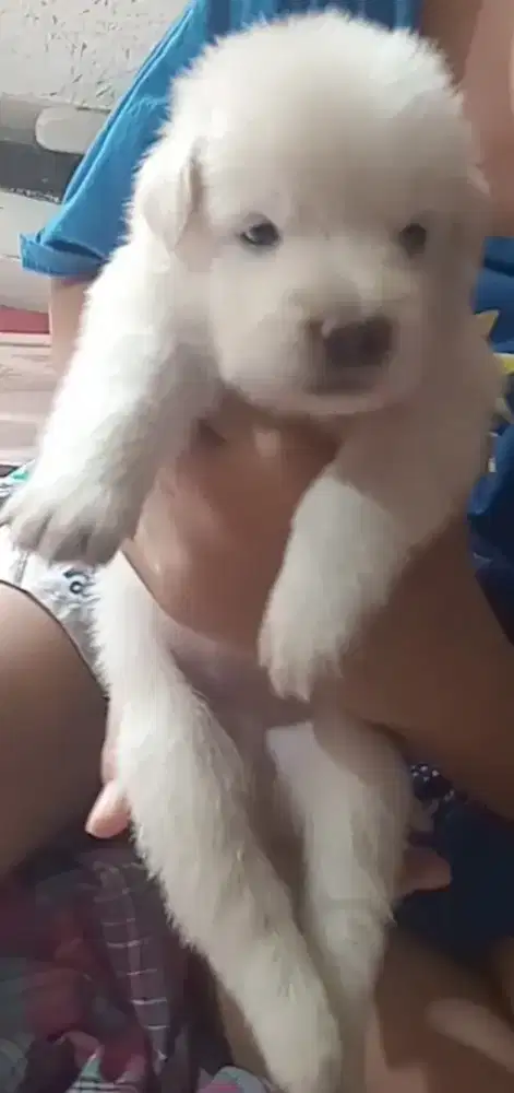 kintamani mix labrador