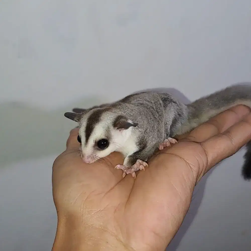 Sugar Glider WF het caramel