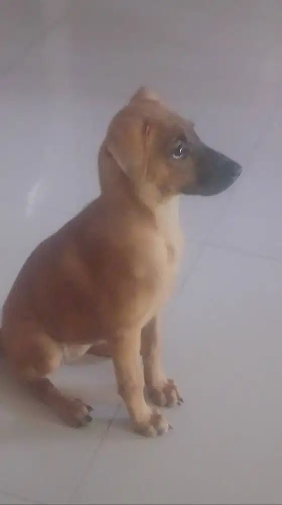 Kampung mix Belgian Malinois