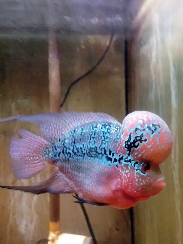 Jual ikan louhan cencu size 4 jari