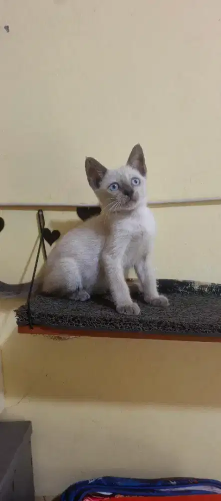 Anak kucing/kitten Siamese jantan 2 bulan