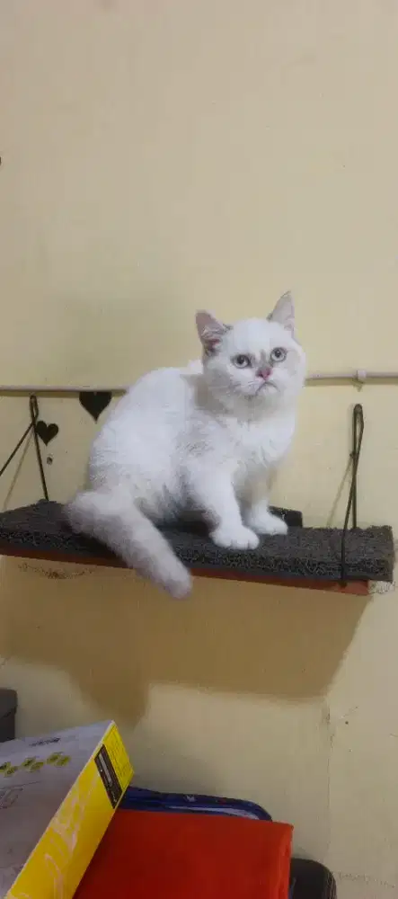Anak kucing/kitten BSH mix ragdoll