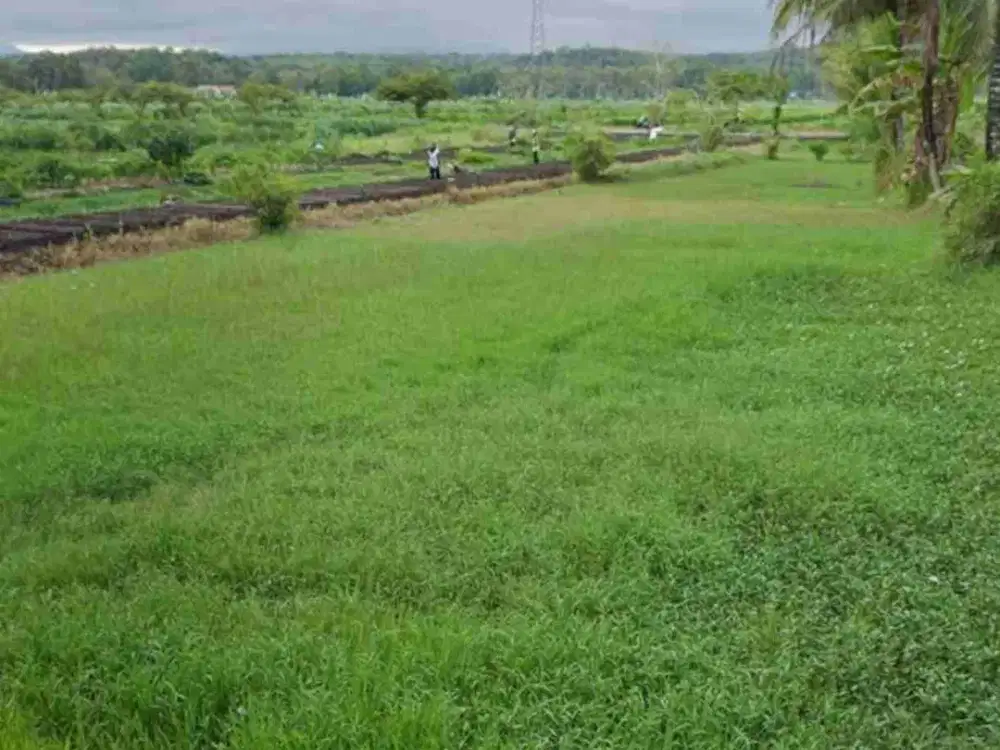 Tanah Murah View Sawah di Krembangan Panjatan Bonus 60 pohon kelapa sudah berbuah semua.