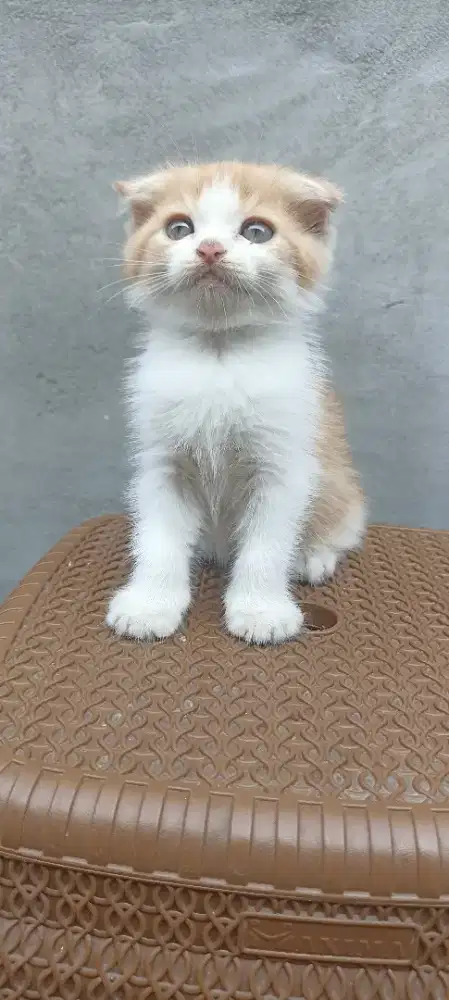 Kucing Scottish fold blue eyes