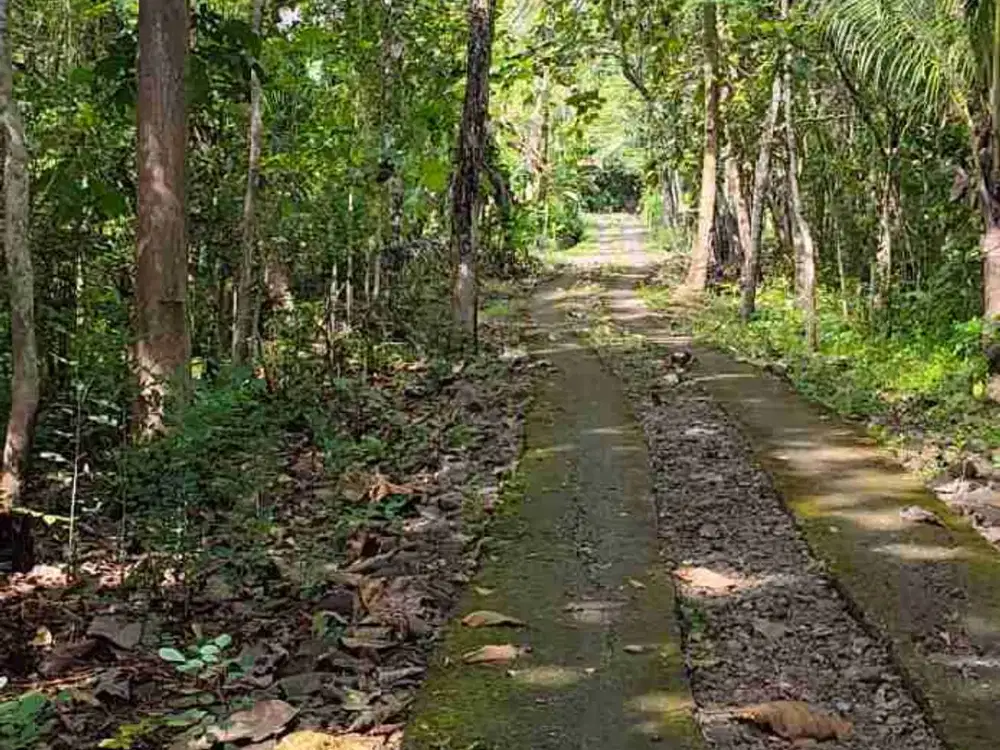 Tanah Murah Subur mepet sungai kecil di Girimulyo