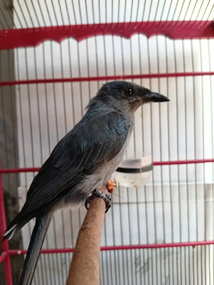 burung srigunting abu