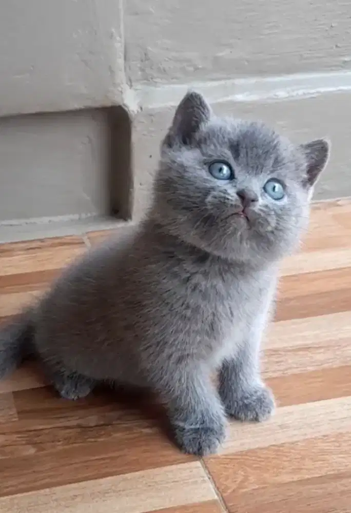 Kitten British Shorthair