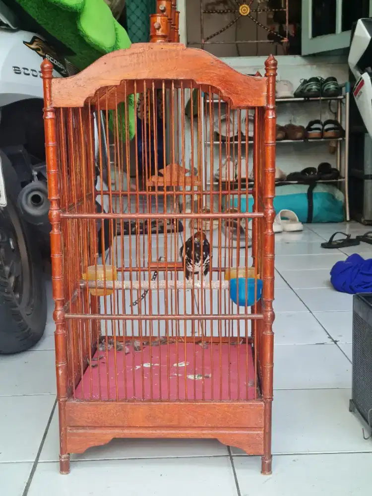 Anis kembang rock n roll