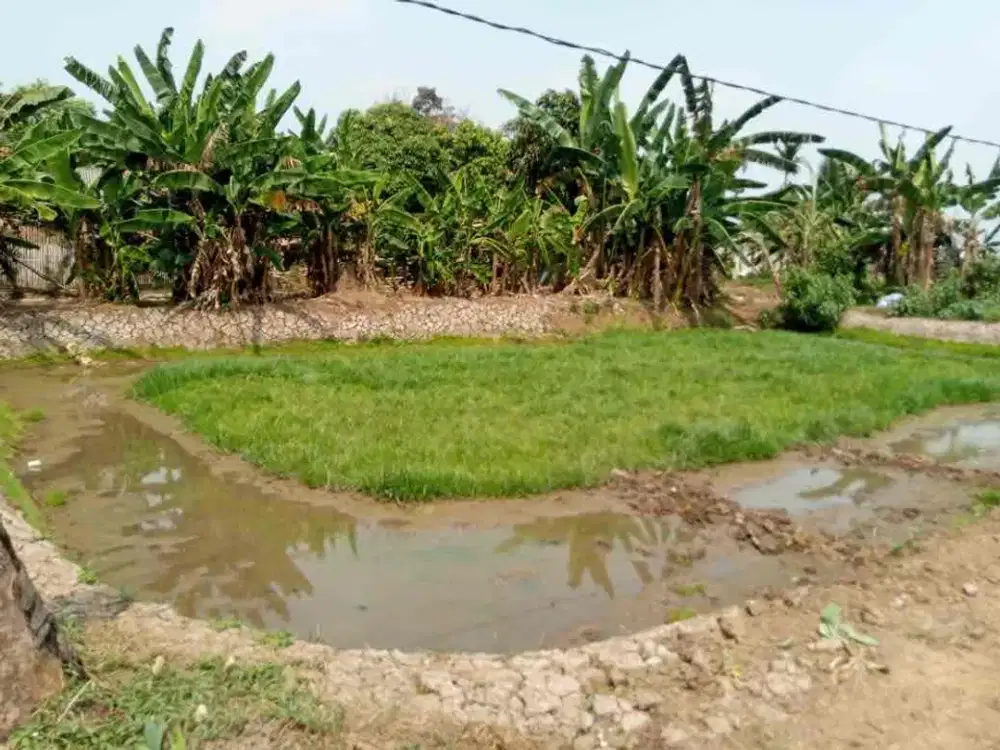 DIJUAL MURAH TANAH KOLAM EMPANG UNTUK BUDIDAYA IKAN DI BABAKAN CISEENG