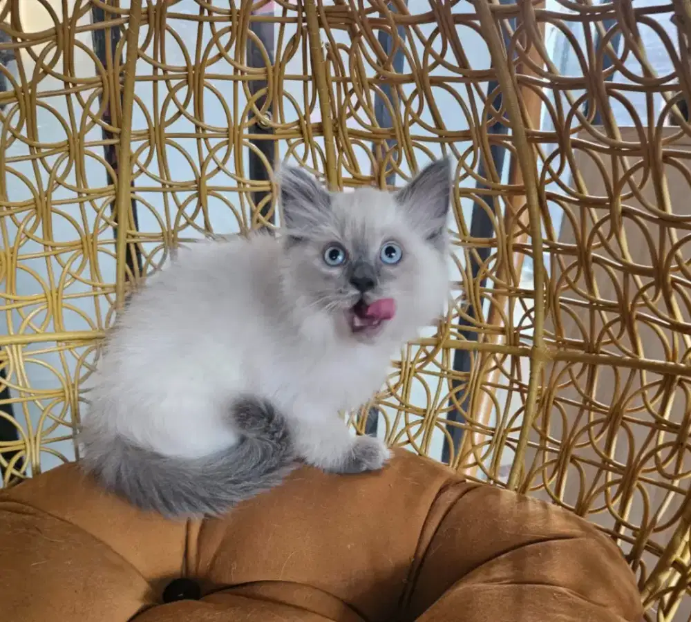 Kitten himalaya