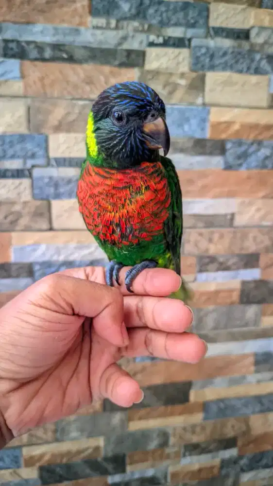 Burung Jinak Ramah Anak