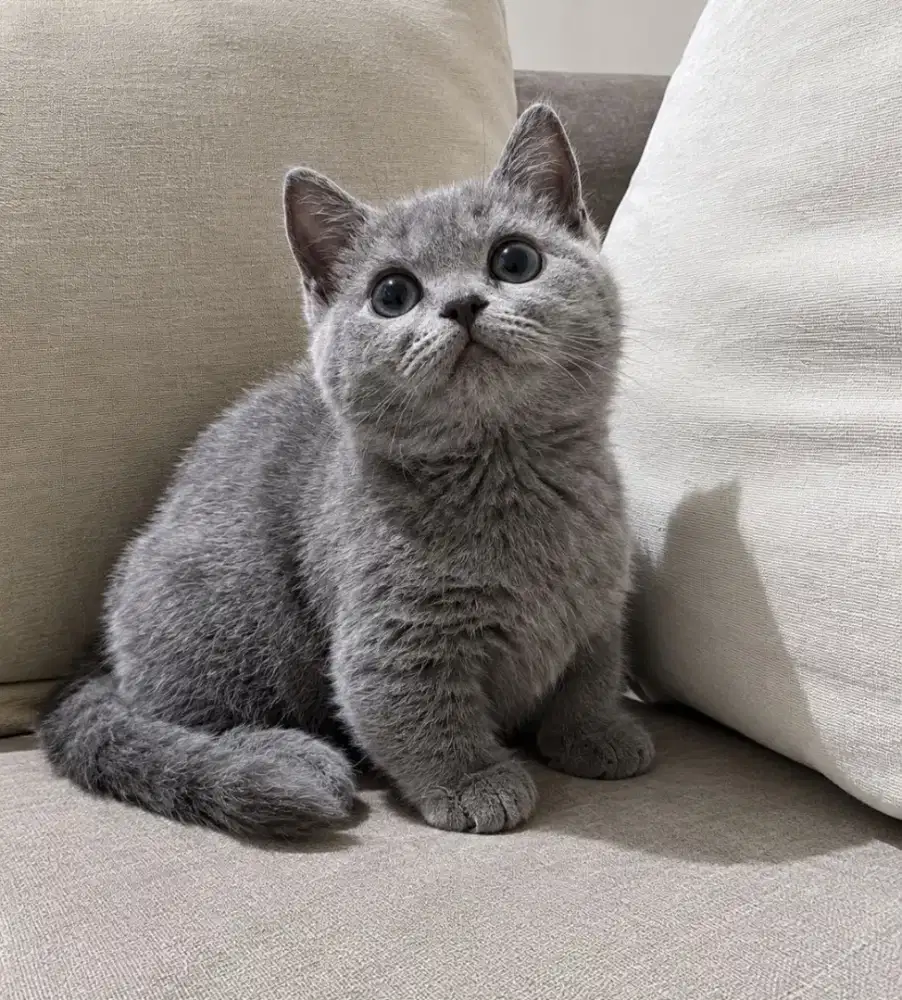Bsh munchkin kitten