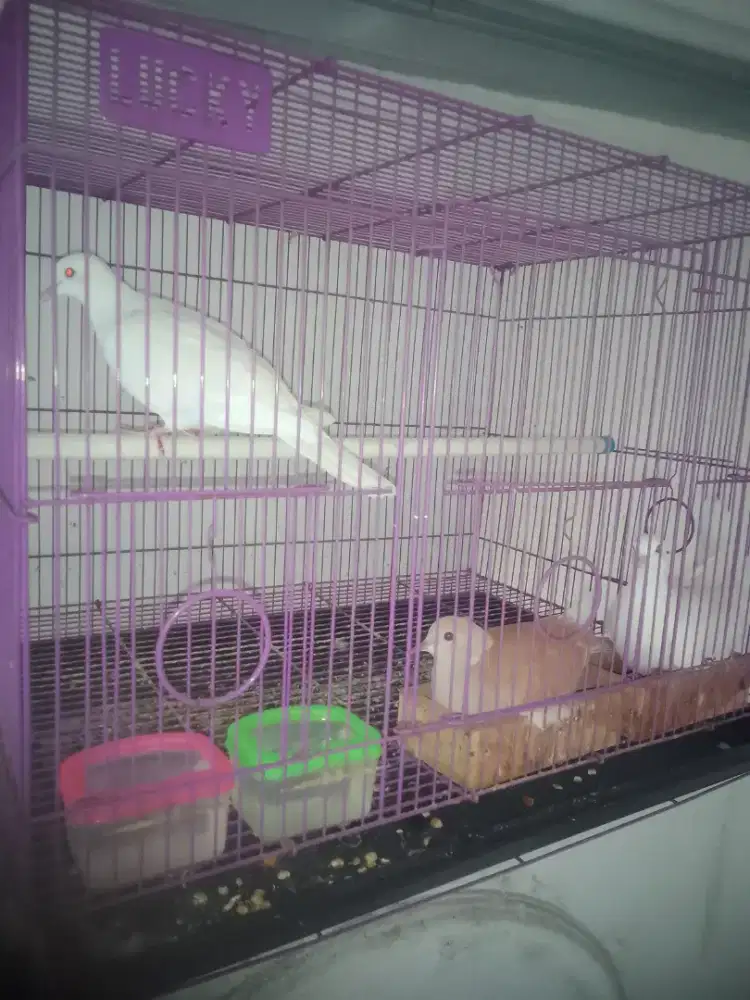 Burung puter gacor dor