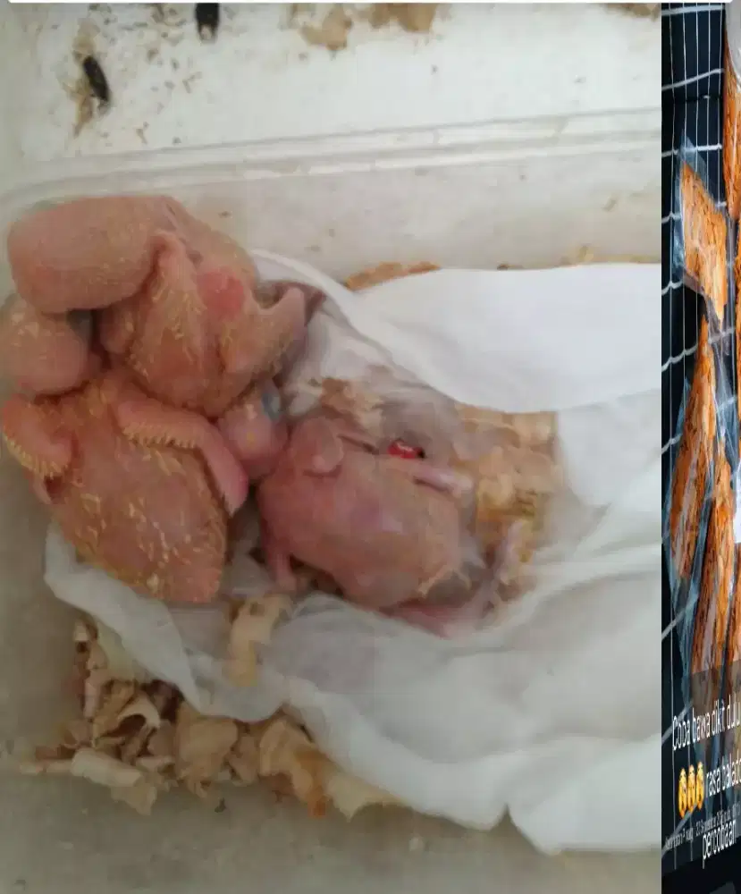 Dijual anak lutino mata hitam umur 2 minggu jalan